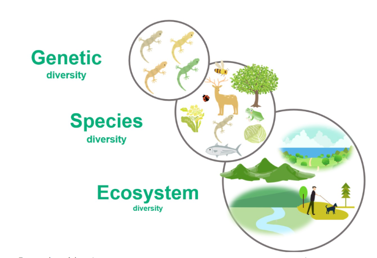 INTRODUCTION TO BIODIVERSITY